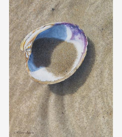 AtlanticQuahog1000