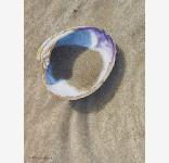 AtlanticQuahog500