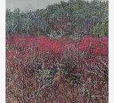 WinterberryandWildRose500